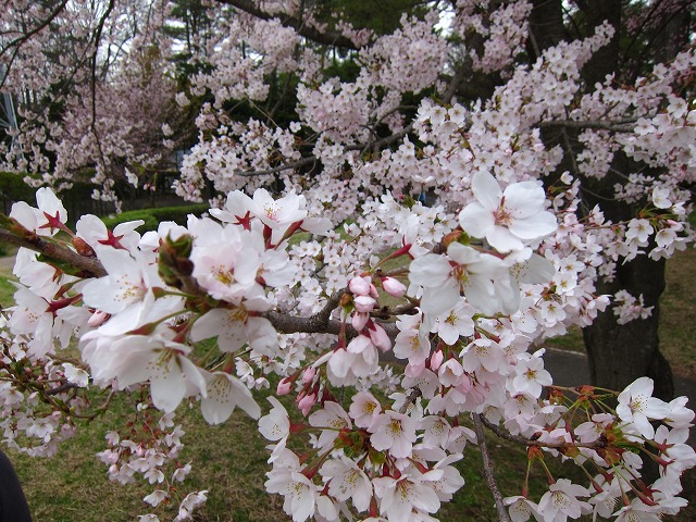 e0192217_123315.jpg