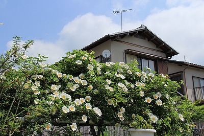 a0087818_23433276.jpg