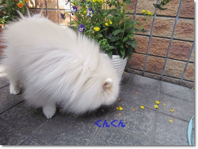 b0167519_920378.gif