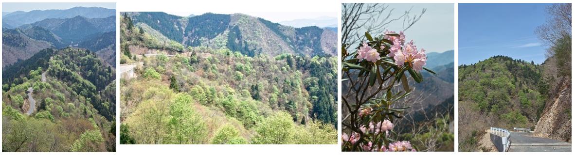 曇り・15℃・・・朽木漁協・安曇川流域、アユの友釣り解禁日　　　朽木小川・気象台より_c0044819_734954.jpg