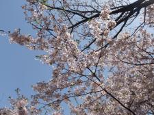 映画「カリーナの林檎」観てきました @シネ・ウインド_d0235522_0421794.jpg