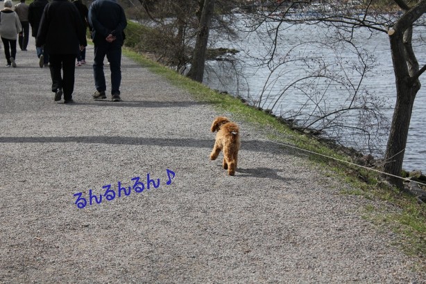 ユールゴーデン島★春の散歩２　－　Vårpromenad i Djurgården 2_e0250023_10243743.jpg