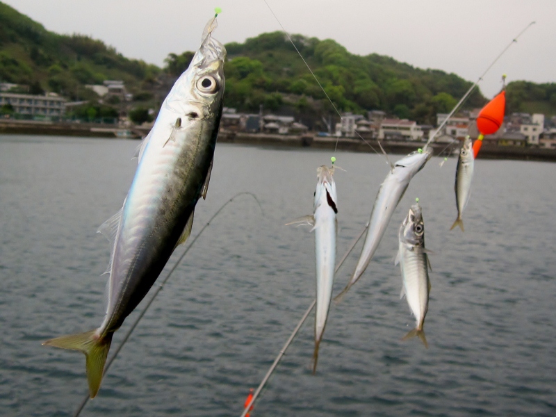 サビキ釣りに苦戦中 汗 すすむの気まぐれ釣り日記