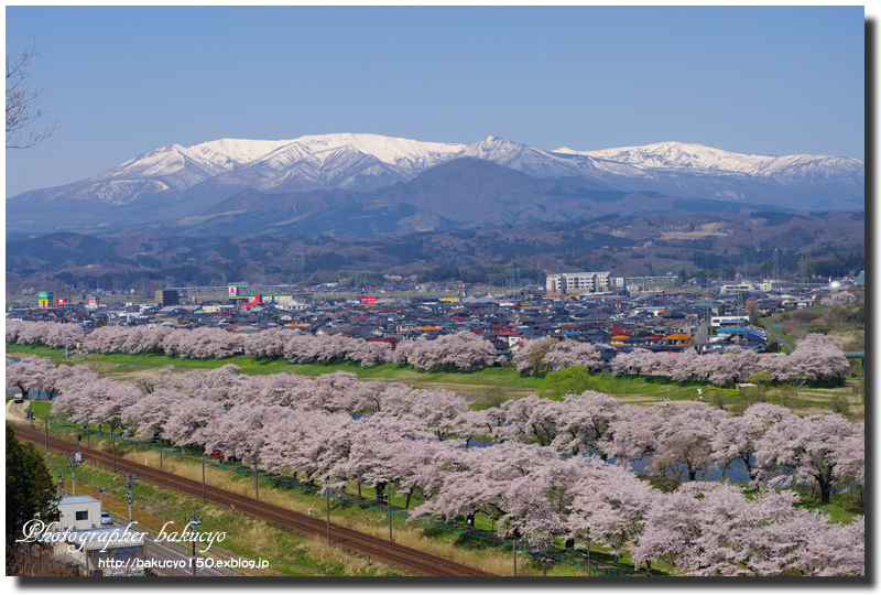 桜を求めて 宮城県 白石川提一目千本桜 大仏ライフdx 北海道写真館