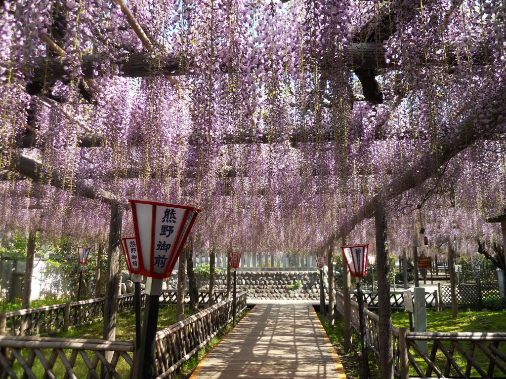 樹齢800年の『熊野の長藤』を見て元気でる。_c0143330_7445675.jpg