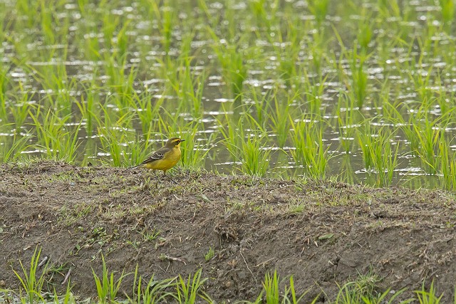 4/29　対馬野鳥の会　内院浅藻探鳥会（4/30記）_a0080832_23143619.jpg