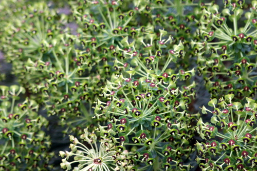 c0038434_1450731.jpg