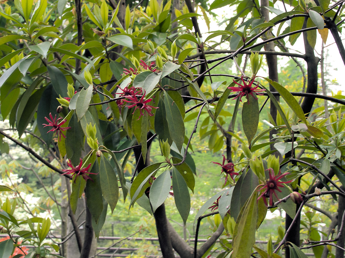 イリシウム フロリダナム みっちー ふらふらと