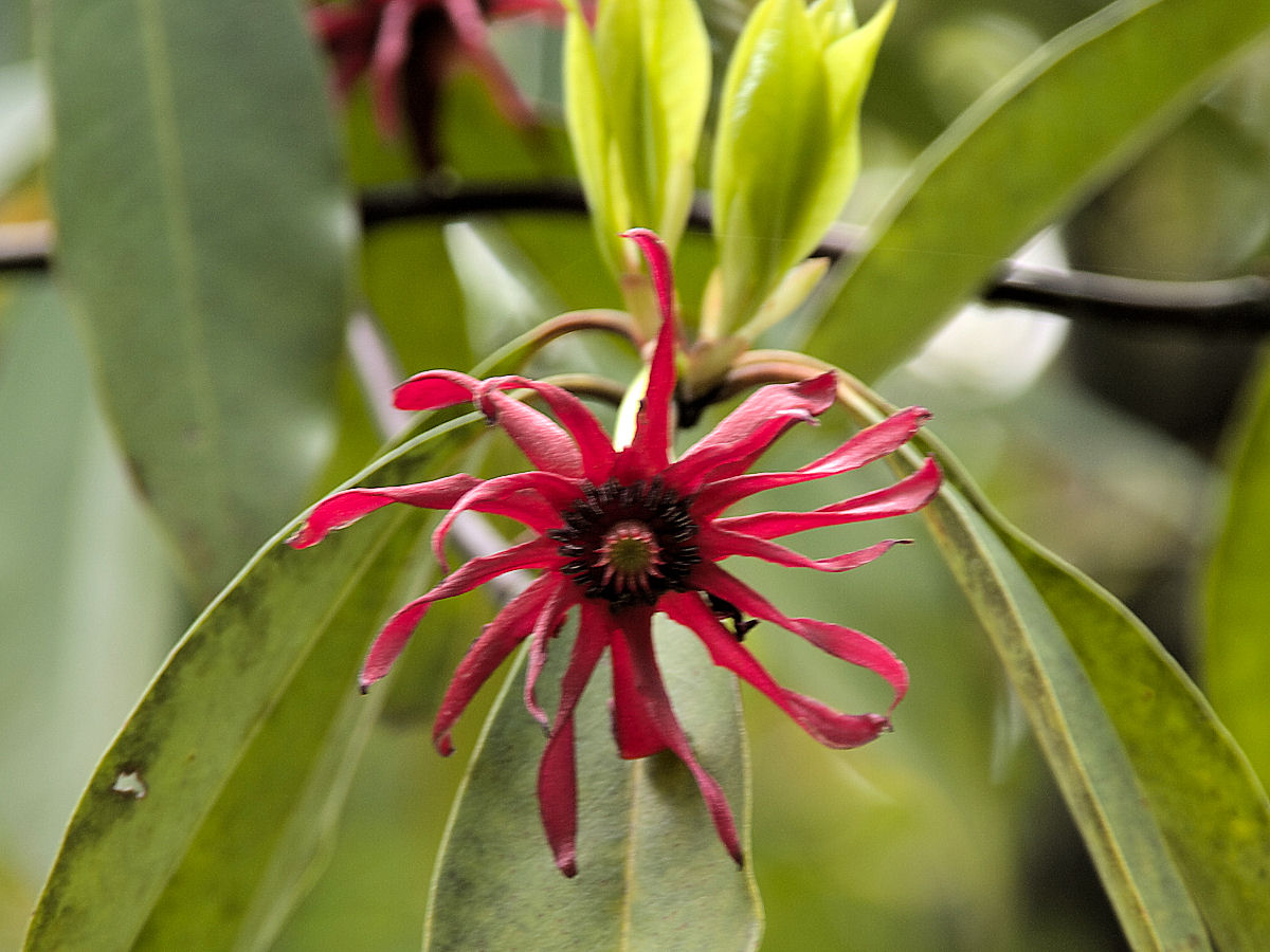 イリシウム フロリダナム みっちー ふらふらと