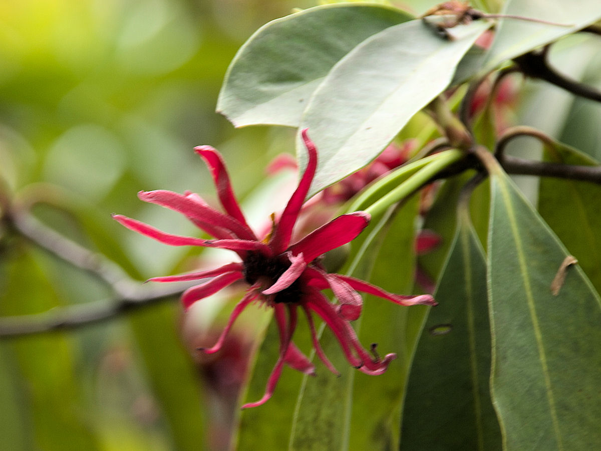 イリシウム フロリダナム みっちー ふらふらと