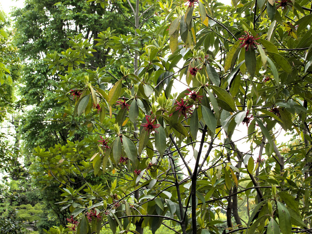 イリシウム フロリダナム みっちー ふらふらと