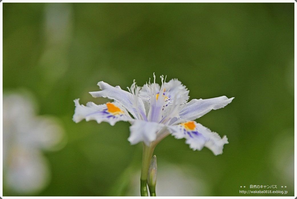 川口グリ－ンセンタ－の花々_e0052135_18202652.jpg