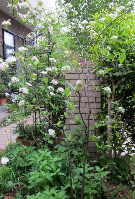 西洋かまつかが咲きました ひだまりの庭 ヒネモスノタリ