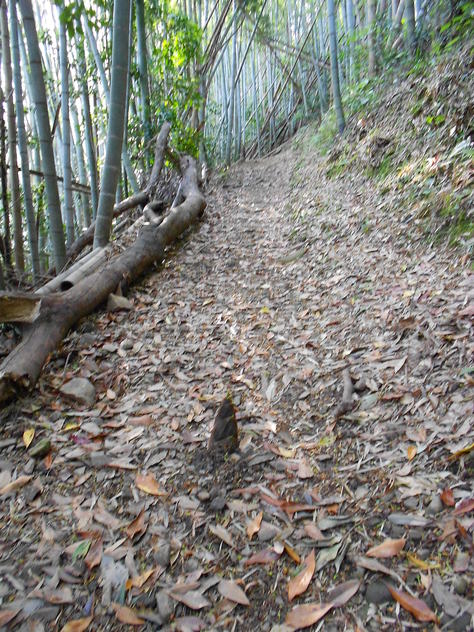 究極の佐世保大縦走　愛宕山～赤崎岳～弓張岳～将冠岳～烏帽子岳～隠居岳～八天岳～国見山６７ｋｍ_a0206345_6504590.jpg