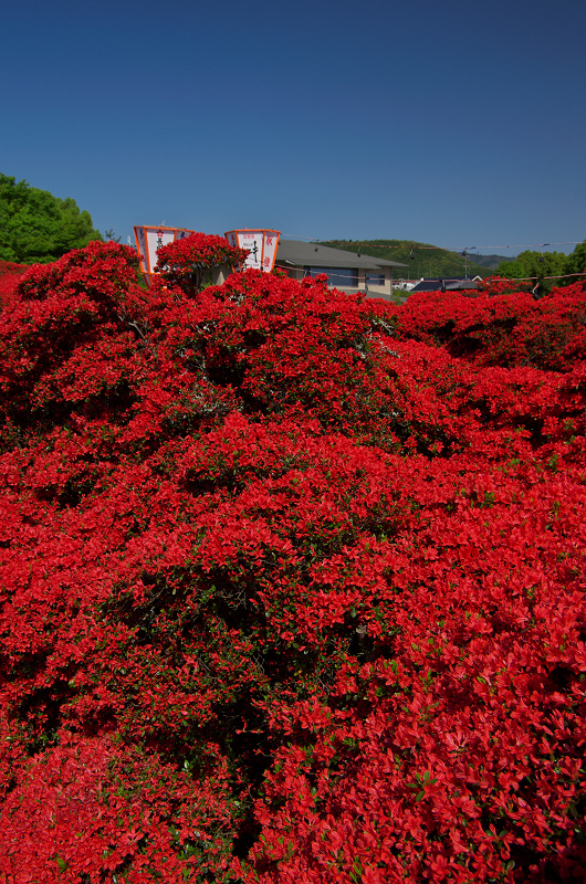 真っ赤な春（長岡天満宮・前編）_f0155048_1394585.jpg