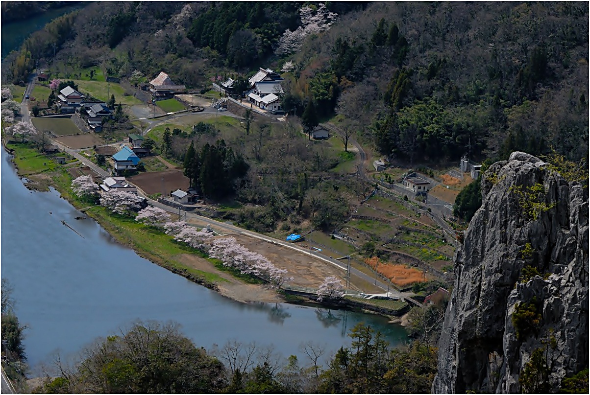 山延胡索（やまえんごさく）♪～_f0224648_14161058.jpg