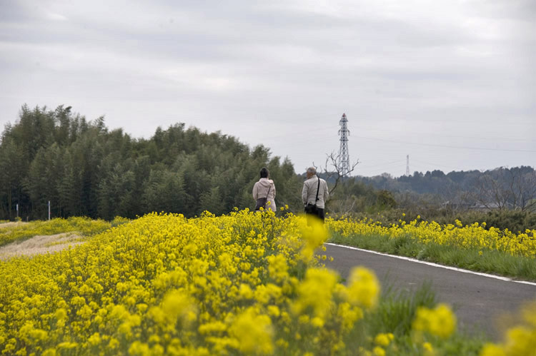 里川の菜の花_f0089349_19565437.jpg