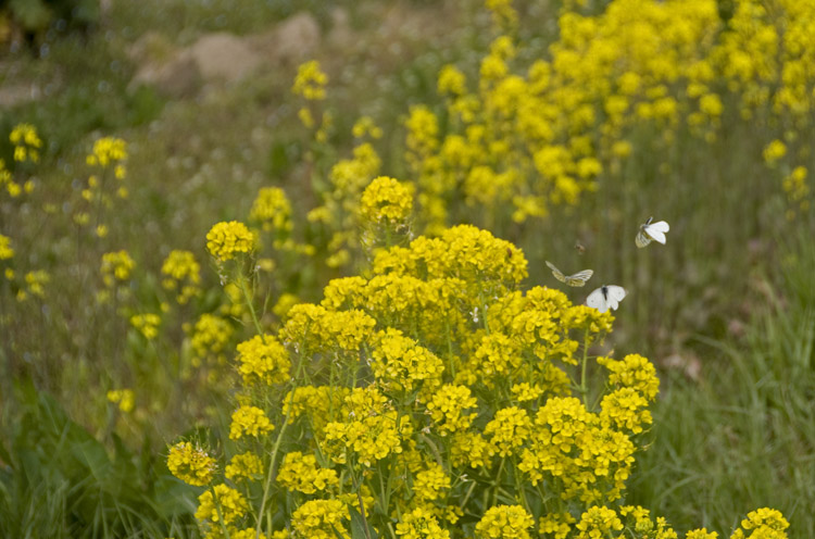 里川の菜の花_f0089349_19572225.jpg