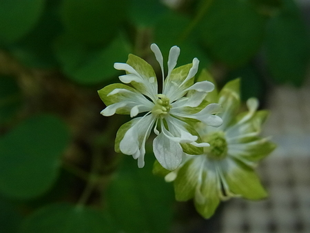 a0223650_1816947.jpg