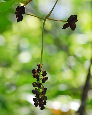 e0035757_1748560.jpg