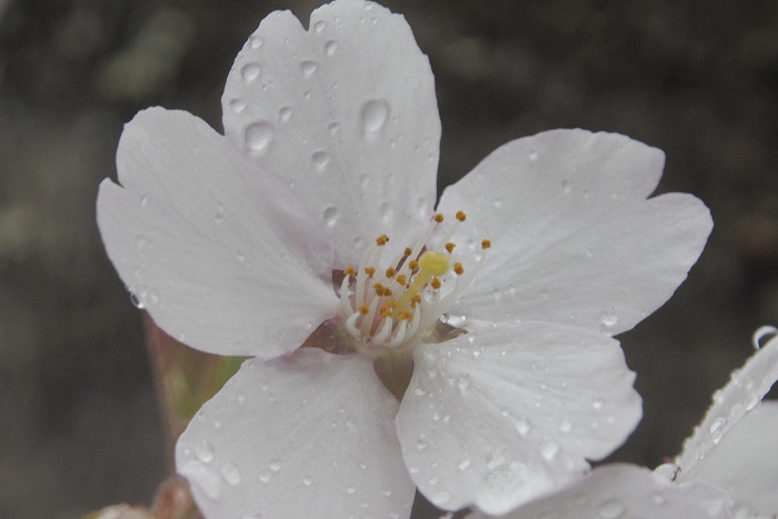 サクラ / 雨_b0244261_22555686.jpg