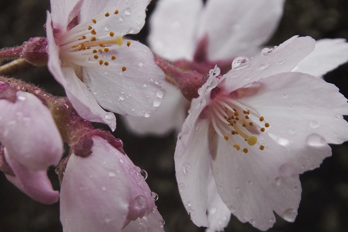 サクラ / 雨_b0244261_22564079.jpg