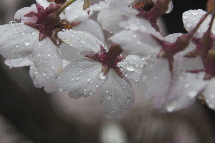 サクラ / 雨_b0244261_2257567.jpg