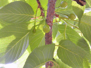 a0193762_759380.jpg