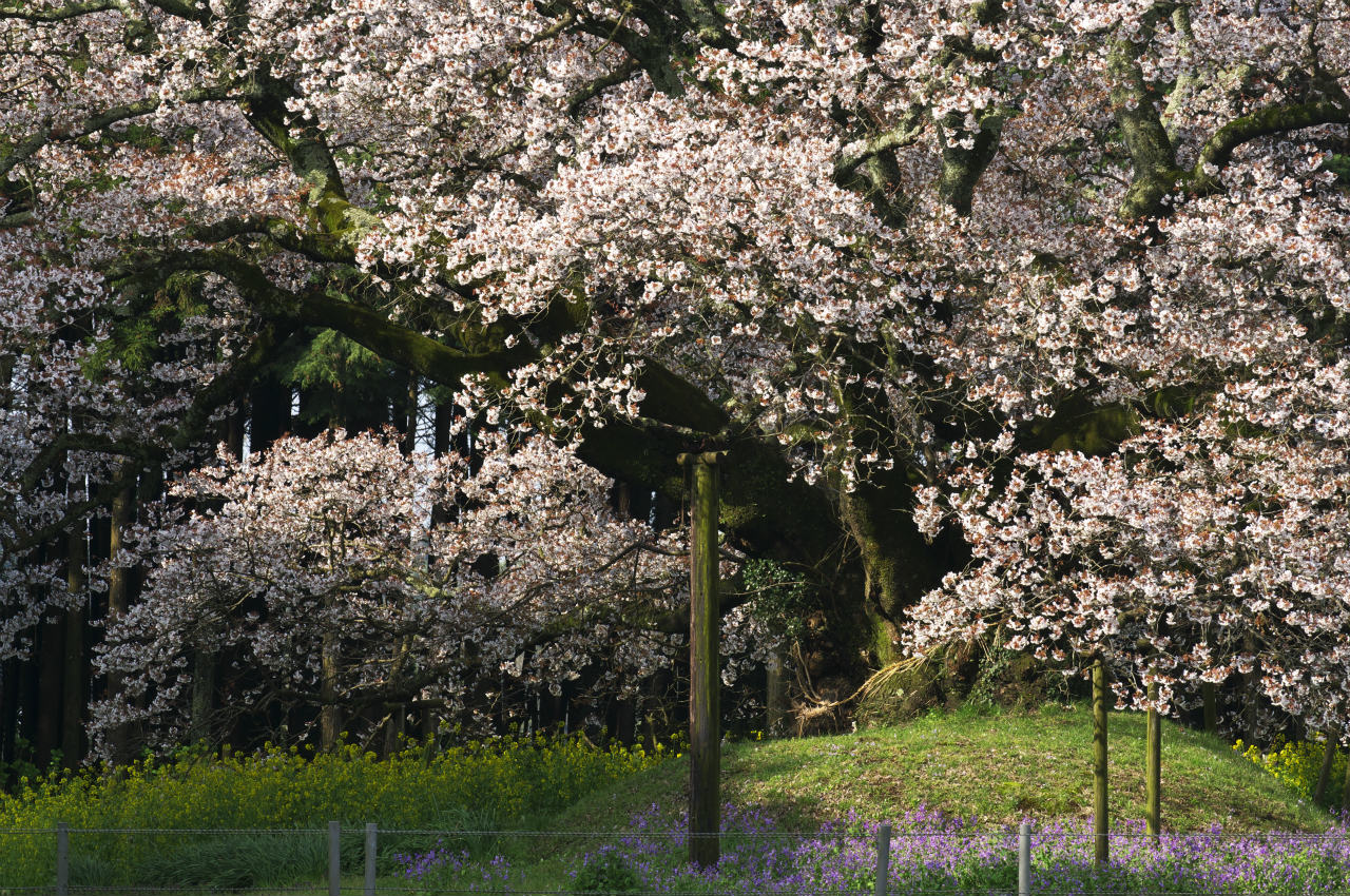 吉高の大桜　５_f0018464_9434094.jpg