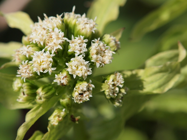 ふきのとうの花_e0248566_23354152.jpg