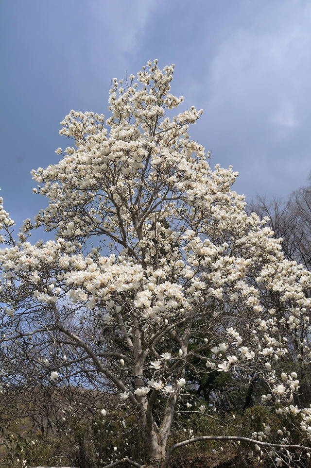 　　　　　　高田石割桜_b0223668_8102227.jpg