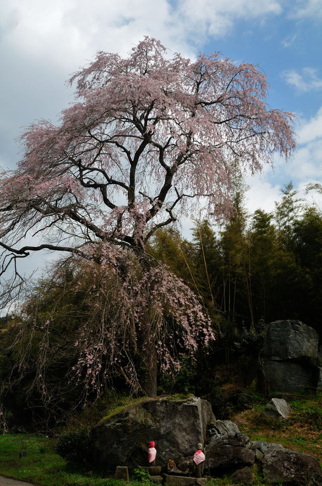 　　　　　　高田石割桜_b0223668_87227.jpg