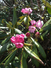 d0094868_113259.gif