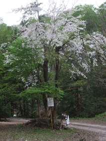 ゴールデンウィーク・・・×運動不足解消！×2012富士写ヶ岳_d0094868_1144394.gif