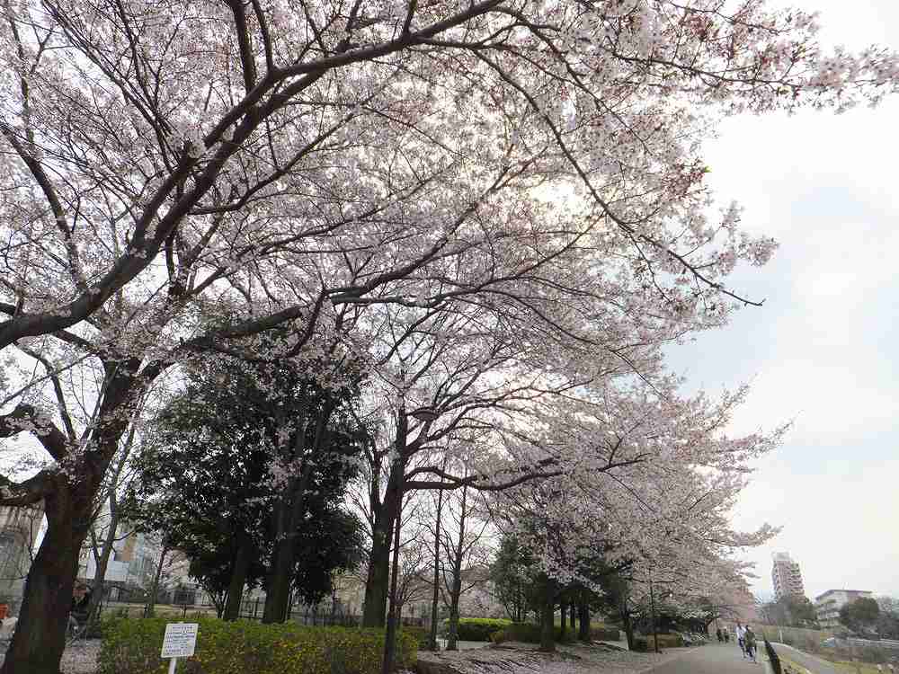 湯殿川 片倉城跡 白山神社 浅川_c0007169_21475348.jpg