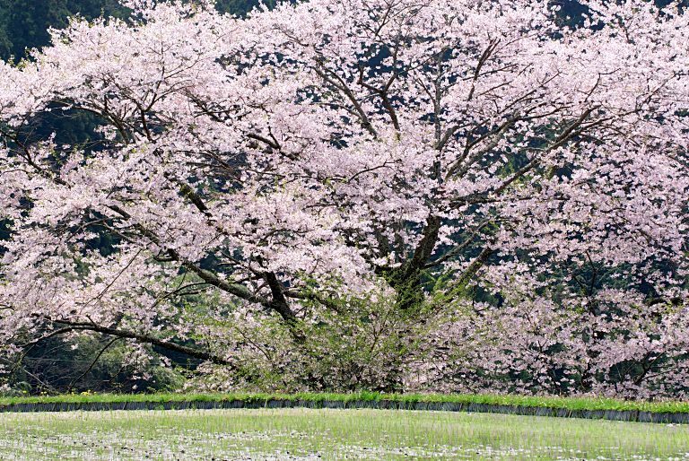 宇陀・牛繋ぎの桜　20120424_a0050572_10503457.jpg