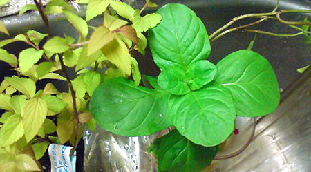 e0115872_21381558.jpg