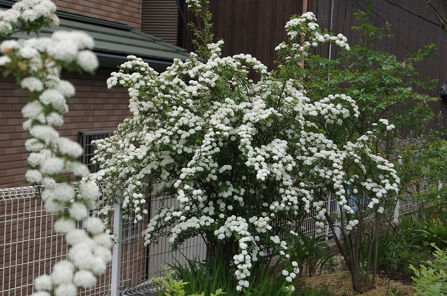 白い花を一挙に 風の通る庭