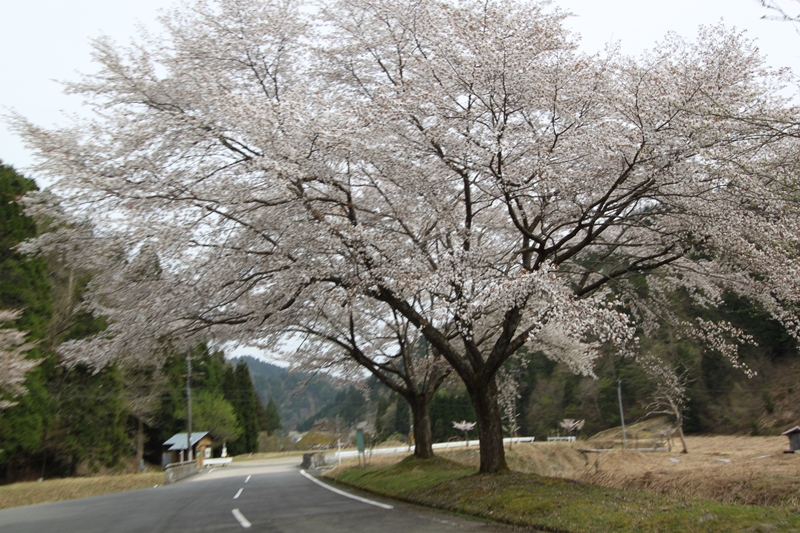 美山かやぶきの里を訪ねて♪_f0136675_12164570.jpg