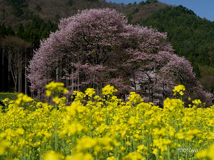 信州桜行脚_c0085877_7554529.jpg