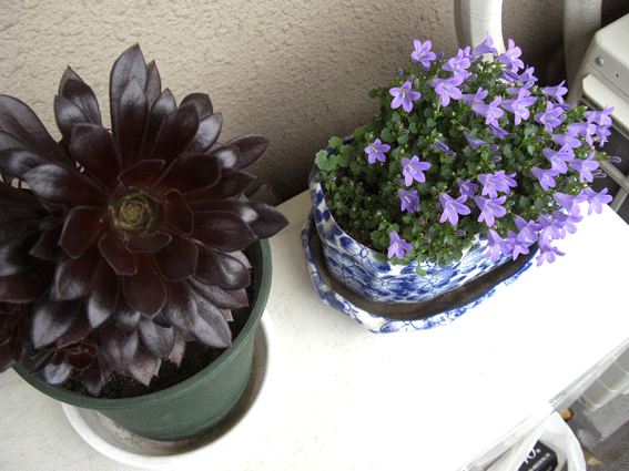 c0095679_11435590.gif