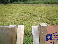 9月19日の田んぼ（月光原小・西根小）_d0247484_1050946.jpg