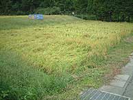 9月19日の田んぼ（月光原小・西根小）_d0247484_1051252.jpg