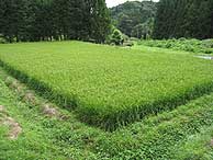 8月27日の田んぼ(月光原小・西根小)_d0247484_18431598.jpg