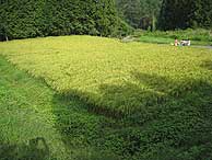 9月11日の田んぼ(月光原小・西根小)_d0247484_18495980.jpg