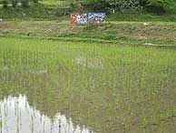 5月28日の田んぼ(月光原小・西根小)_d0247484_2141877.jpg