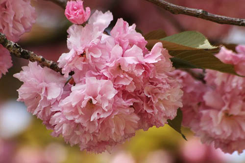 間に合いましたキバナカタクリと、八重桜_f0030085_16473188.jpg