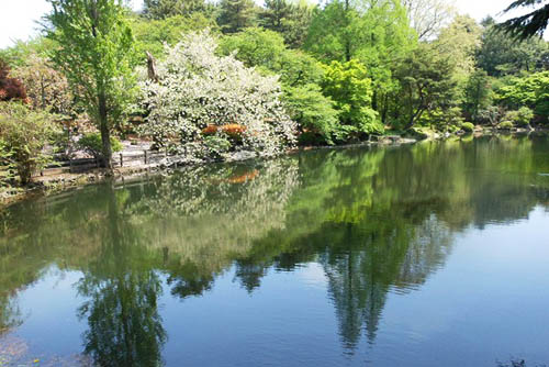 間に合いましたキバナカタクリと、八重桜_f0030085_16511192.jpg