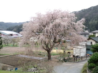 こんな桜の木下でお花見良いだろうな！_d0027486_11543866.jpg