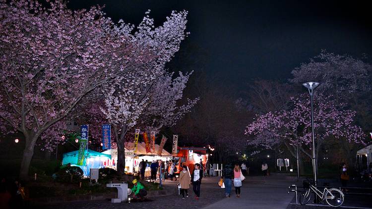 夜桜_f0170489_0274091.jpg